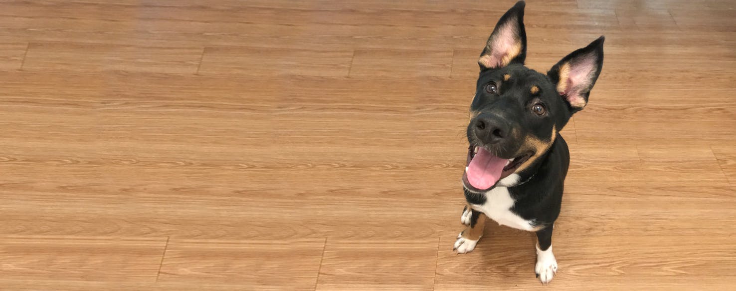 Jack russell store mixed with husky